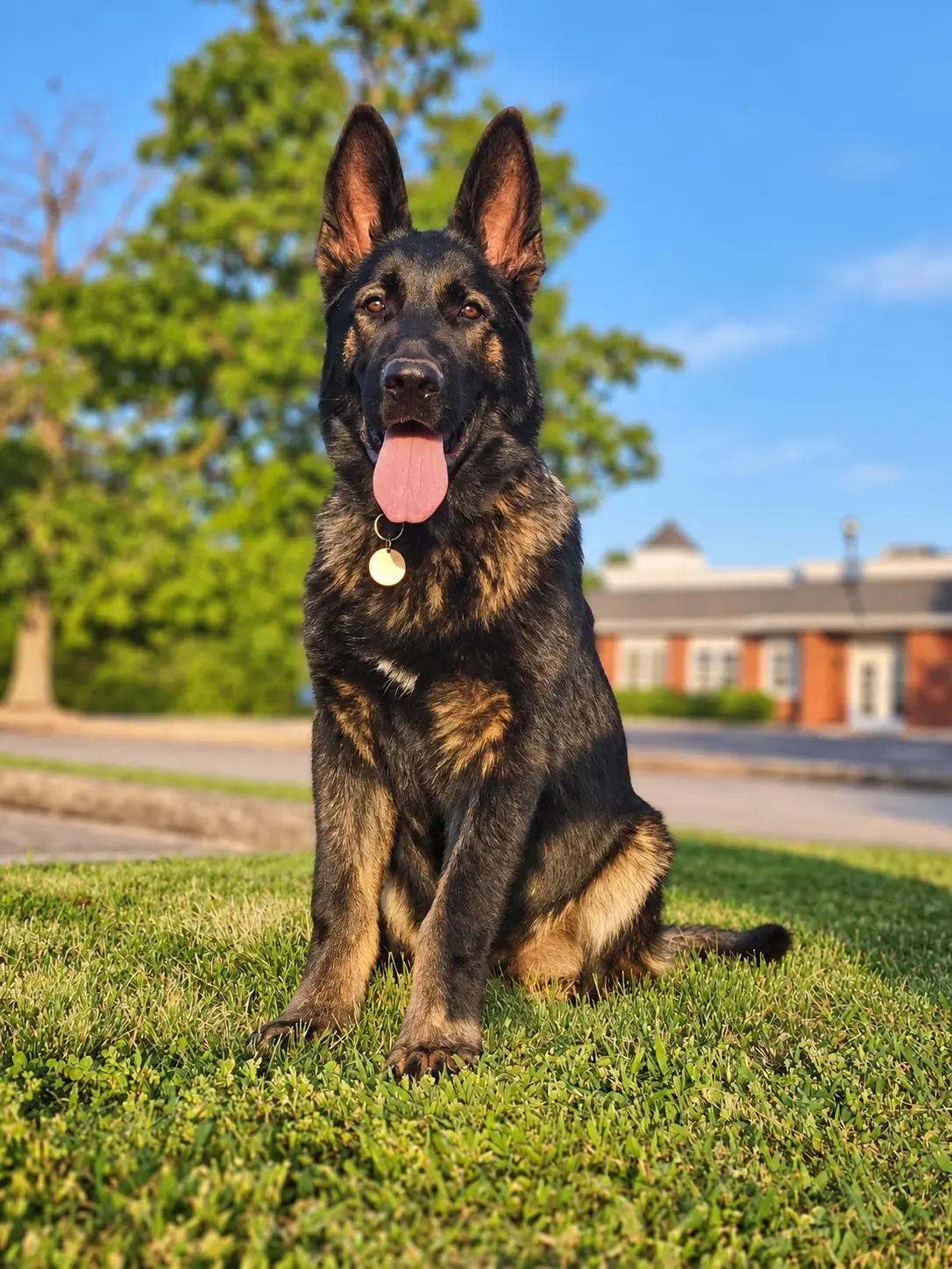 Security Dogs
