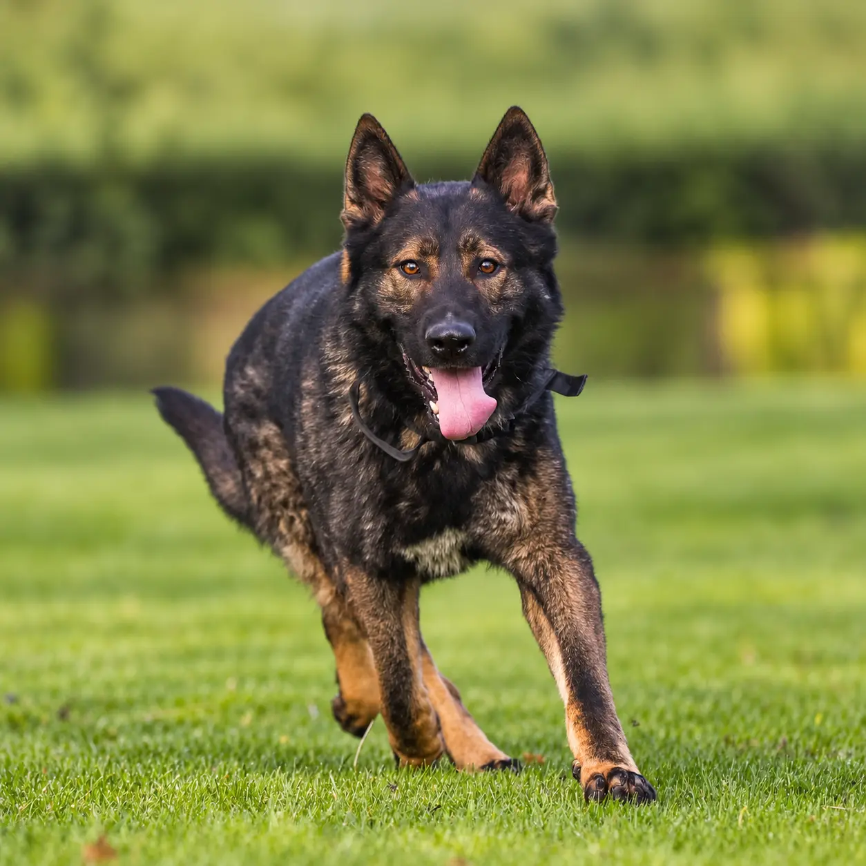 Working Dogs