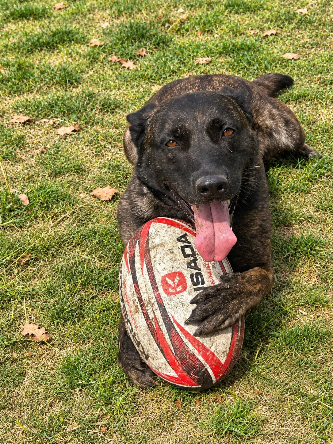 Dark dog holding a rugby ball on grass