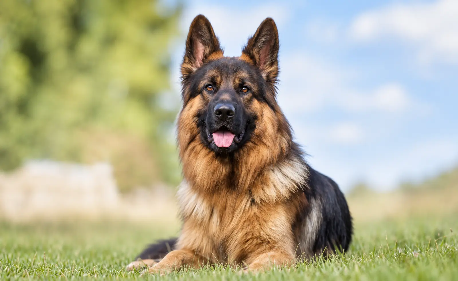Family Protection Dogs